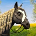 Star Equestrian – Fazenda de Cavalos