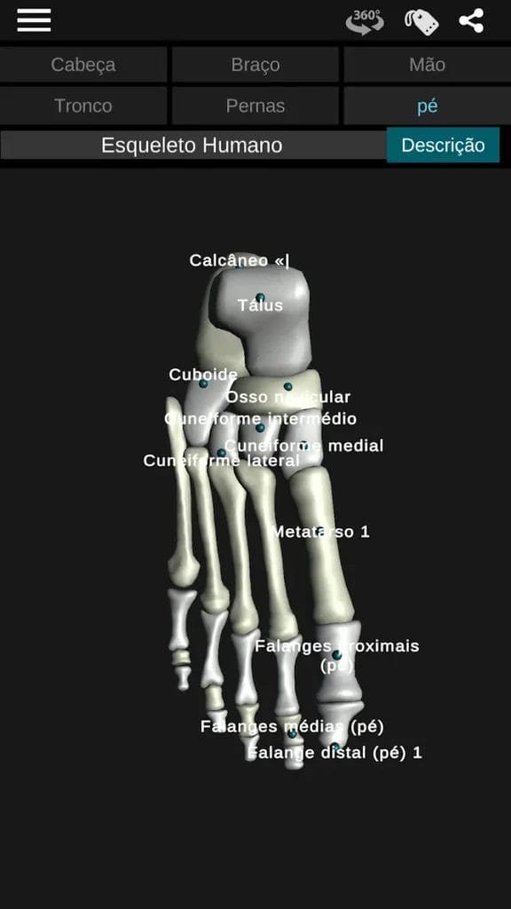 Sistema ósseo 3D Download