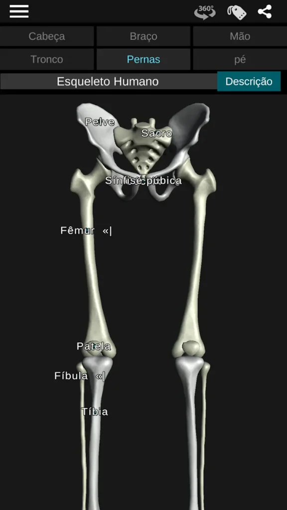Osseous System in 3D Apk Download