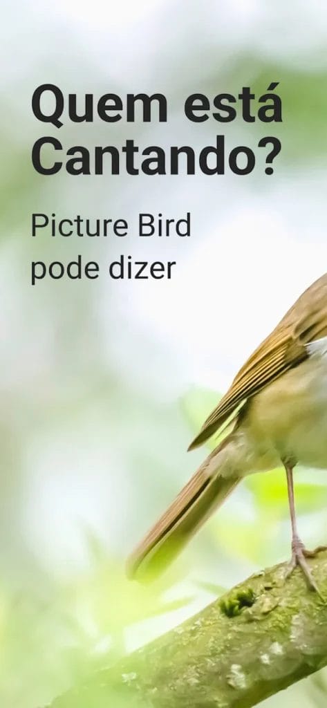 Picture Bird Apk