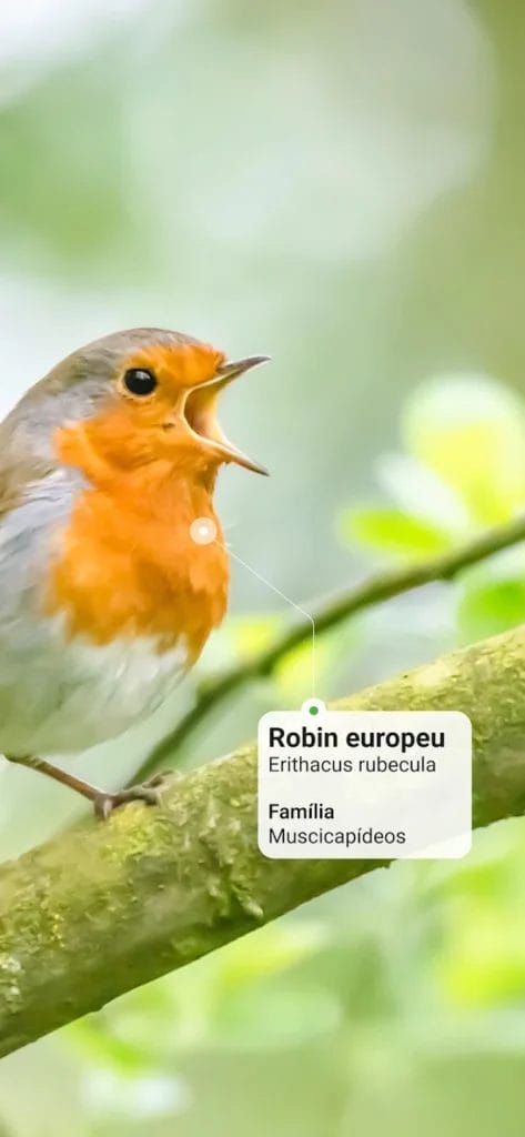 Picture Bird Apk Mod