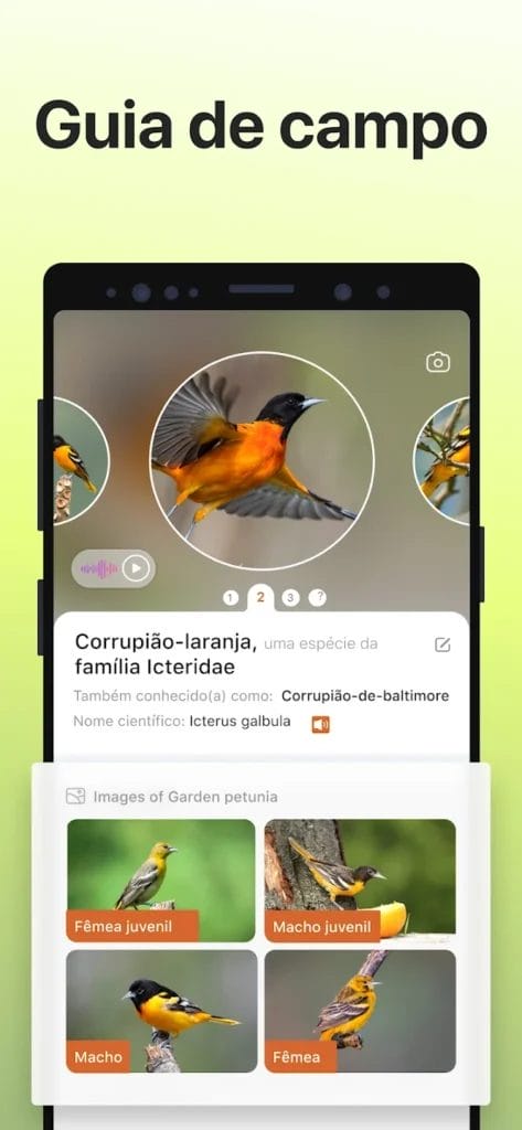 Download Picture Bird