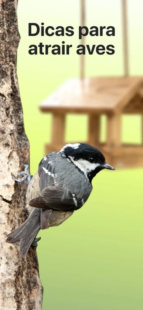 Picture Bird Ai